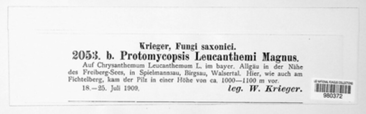Protomycopsis leucanthemi image